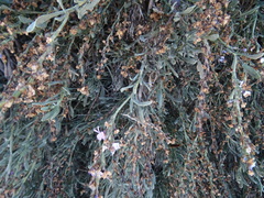 Limoniastrum monopetalum