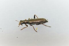 Lemidia