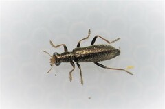 Lemidia