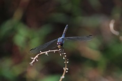 Potamarcha congener