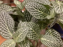 Fittonia