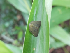Ricania sublimata