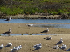 Ichthyaetus audouinii
