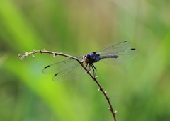 Potamarcha congener