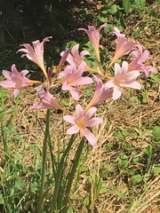 Lycoris squamigera