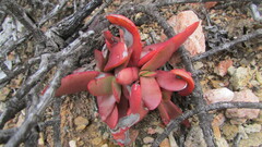 Crassula nudicaulis