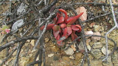 Crassula nudicaulis