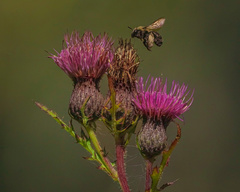 Cirsium muticum