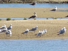 Ichthyaetus audouinii