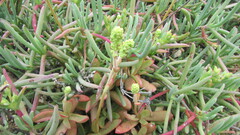 Crassula nudicaulis