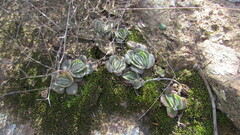 Crassula tomentosa