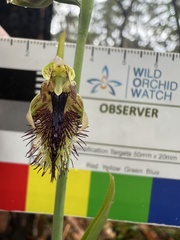 Calochilus campestris