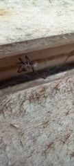 Eratigena