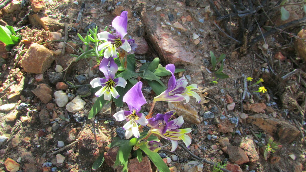 Sparaxis variegata, West Coast DC, South Africa