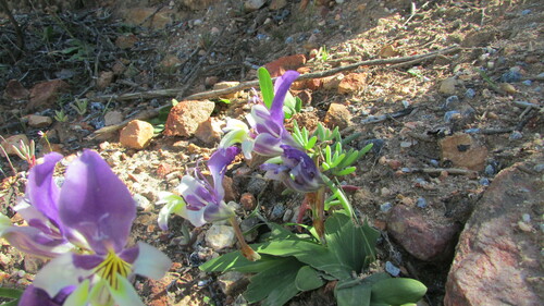 Sparaxis variegata