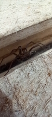 Eratigena