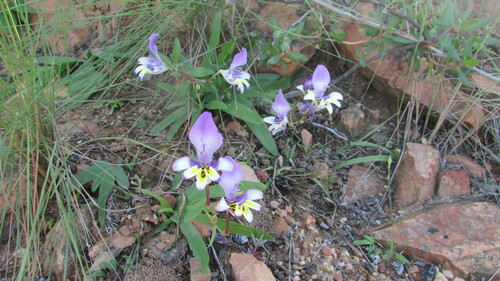 Sparaxis variegata