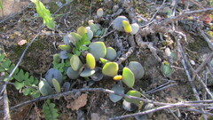 Adromischus