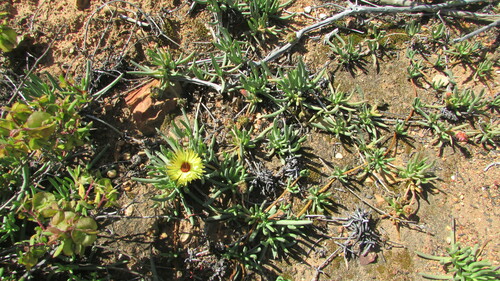 Cephalophyllum tricolorum, photograph 4