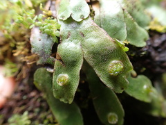 Marchantia