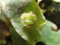 Marchantia