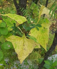 Parasenecio hastatus