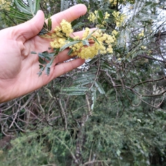 Acacia filicifolia