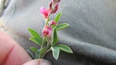 Indigofera meyeriana