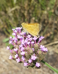 Atalopedes campestris