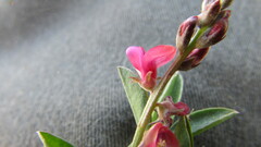 Indigofera meyeriana