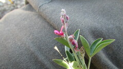 Indigofera meyeriana