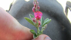 Indigofera meyeriana