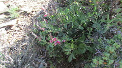 Indigofera meyeriana