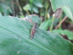 Pseudoxya diminuta