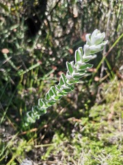 Senecio pauciflosculosus