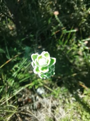 Senecio pauciflosculosus