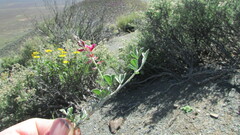 Indigofera meyeriana