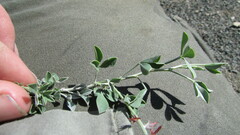 Indigofera meyeriana