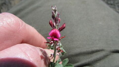 Indigofera meyeriana