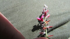 Indigofera meyeriana