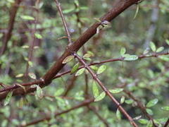 Coprosma obconica