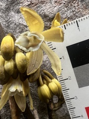 Erythrorchis cassythoides