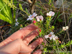 Adenandra
