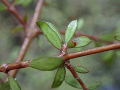 Coprosma obconica