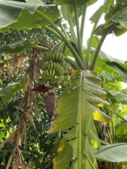 Musa × paradisiaca