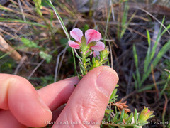 Adenandra