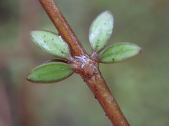 Coprosma obconica