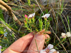 Adenandra