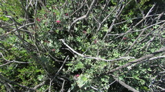 Indigofera meyeriana