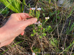Adenandra